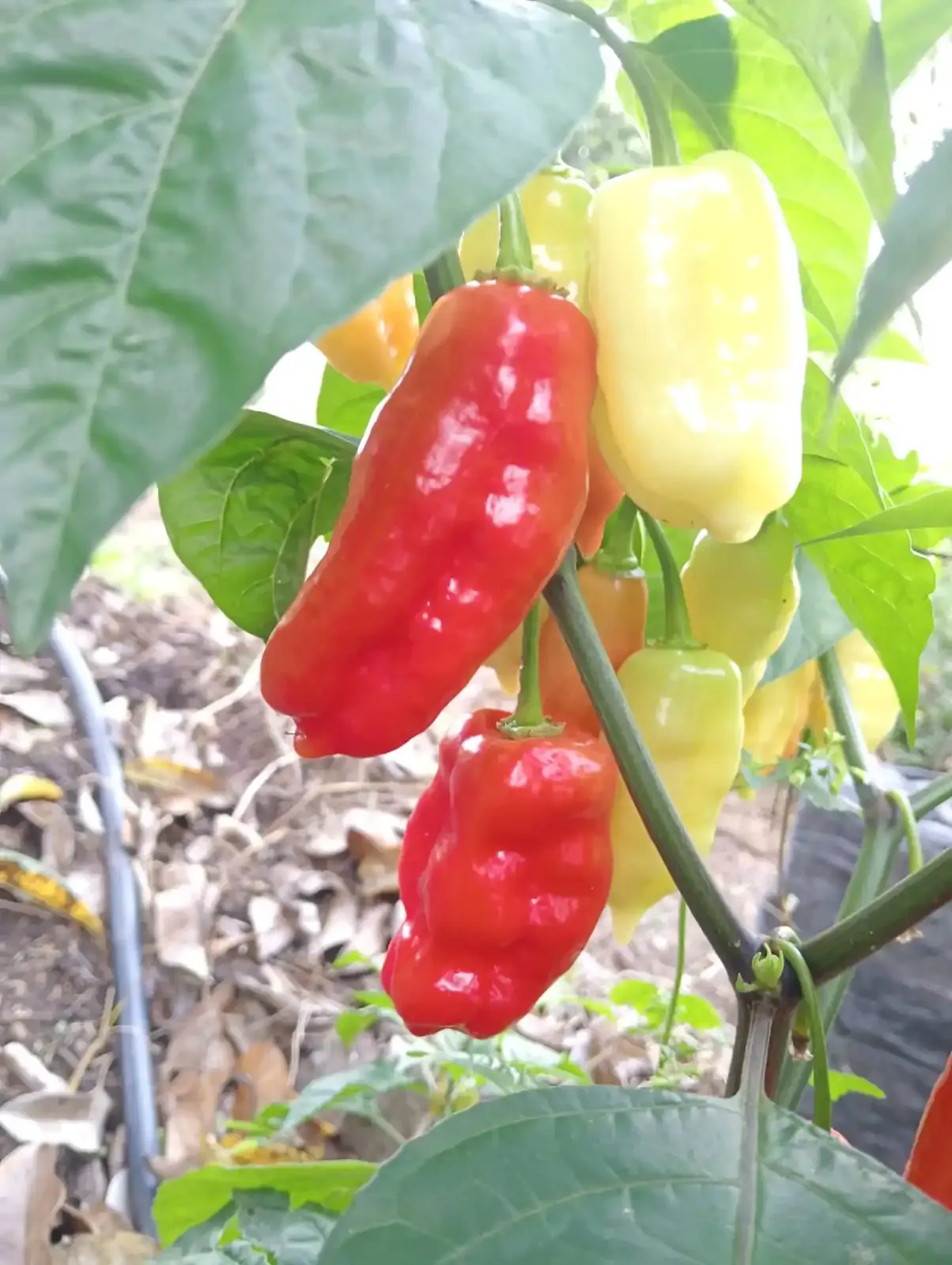 Imagen de producto Apiario Landak